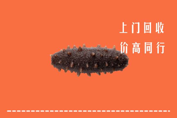 东港市回收海参